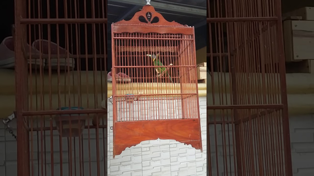 fire tufted barbet(burung takur api)