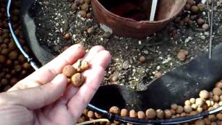 cannabis irrigation