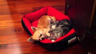 Weird relationship between the Chihuahua and cat