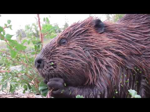 Up Close and Personal with Momma Beaver as she Grazes on a Hill
