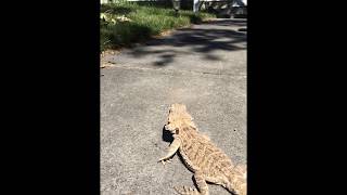 Leo the bearded dragon Chasing his food part 2
