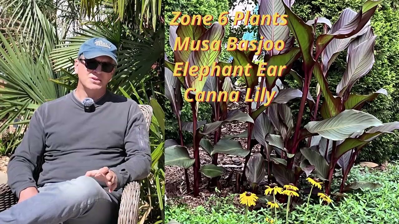 Tropical Plants For Zone 6! - YouTube