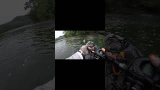 BIG Susquehanna River Smallmouth Love the 6th Sense Scramble! BIG Susquehanna River Smallmouth Love the 6th Sense Scramble!