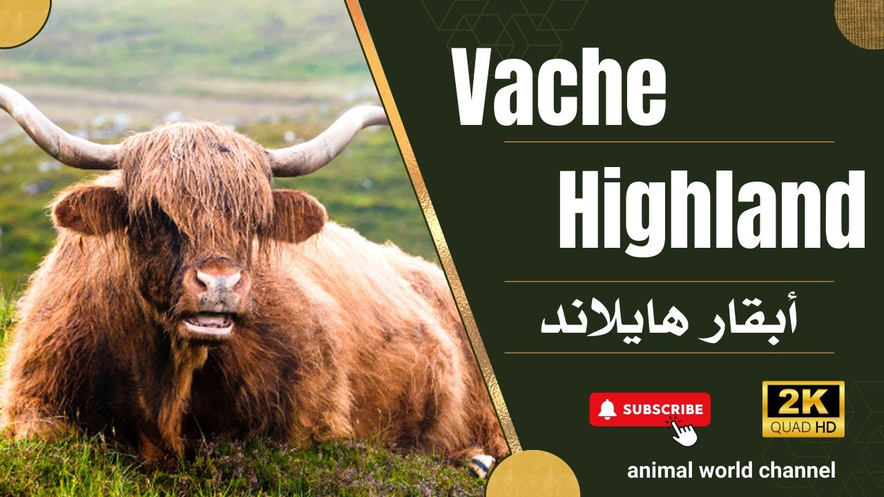 La Vache Highland : Une Icône des Highlands Écossais