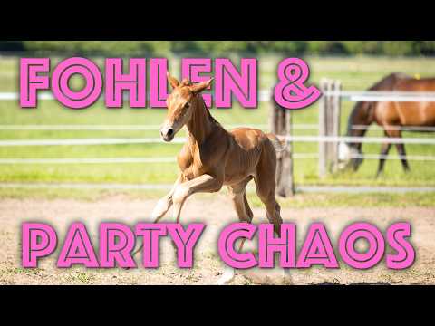 2 Tage altes Fohlen – und dann kam die Party
