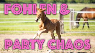 Two-day-old foal – and then came the party