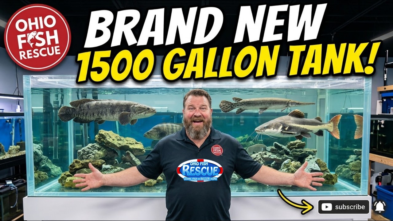 AMAZING - NEW 1500 GLASS TANK
