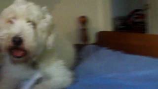 Dog Gives High- Fives