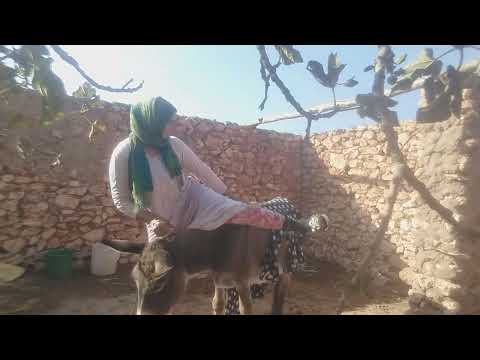 هاد الحمار ولف لخيمة 