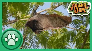 Wild Explorers - 3 Bat Facts!
