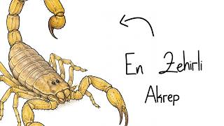 Eğer Bir Akrep Olarak Doğsaydın?