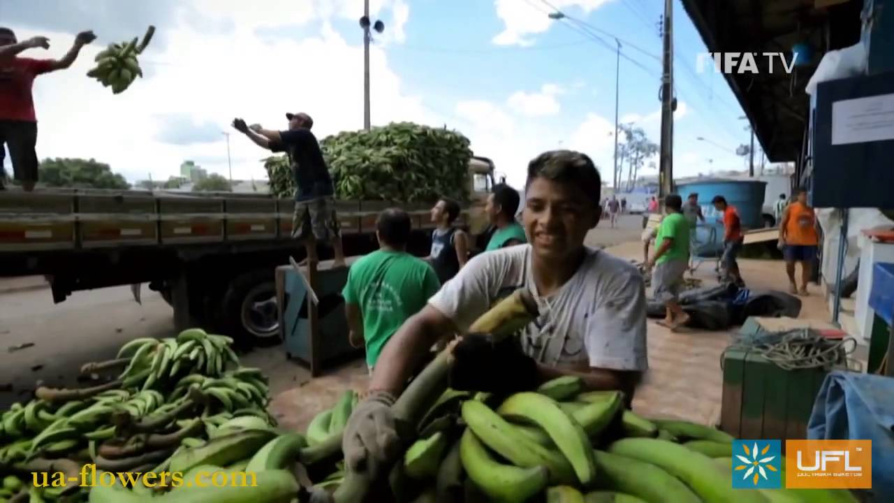 Send flowers Manaus. Flower delivery worldwide