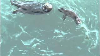 New Year Sea Otter