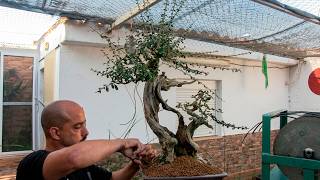 CENTENARY wild olive tree BONSAI | after transplanting - YouTube