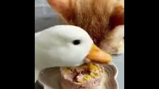goofy duck eat cat food