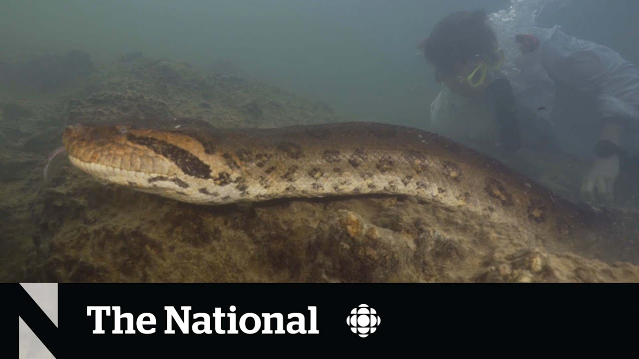  TheMoment scientists discovered a new species of giant snake