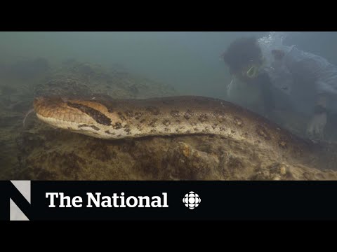 #TheMoment scientists discovered a new species of giant snake