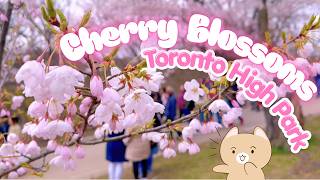 Walking Through Cherry Blossoms in Toronto High Park! 🌸😍