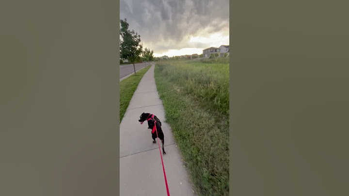 Big G Puppy Dog Big Sky