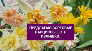 ПРЕДЛАГАЮ ИЗЛИШКИ СОРТОВЫХ НАРЦИССОВ.