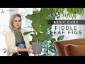 KNOW YOUR ROOTS: FIDDLE LEAF FIG Plant Care Basics and Troubleshooting Issues | Julie Khuu