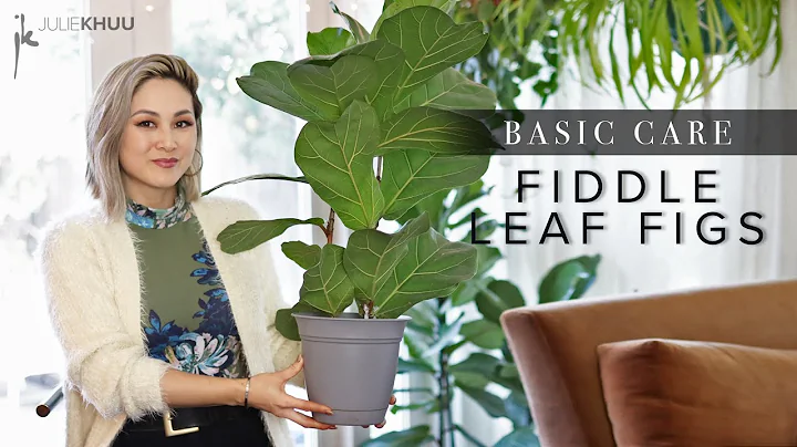 KNOW YOUR ROOTS: FIDDLE LEAF FIG Ficus Lyrata Plan...