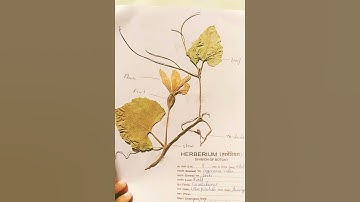 Herbarium File/ botany practical file/ how to make herbarium/ #botany #zoology #practiclefile/ study