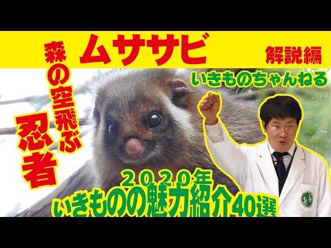 森の空飛ぶ忍者 ムササビ解説！【2020年いきものの魅力解説40選 その5
