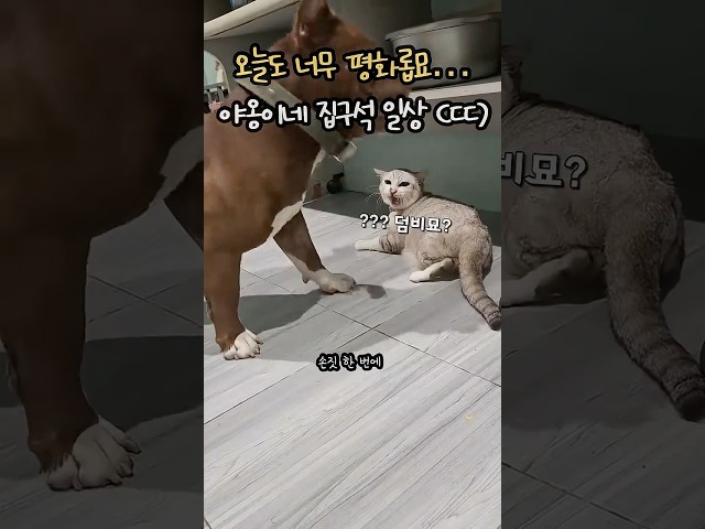 오늘도 너무 평화로운 개웃긴 고양이네 일상 특징