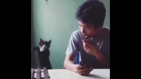 Cat Playing Xylophone