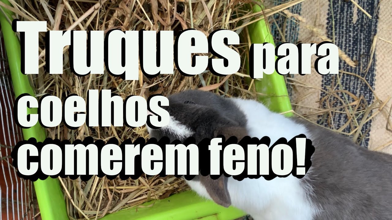 TRUQUES PARA COELHOS QUE NÃO GOSTAM DE FENO