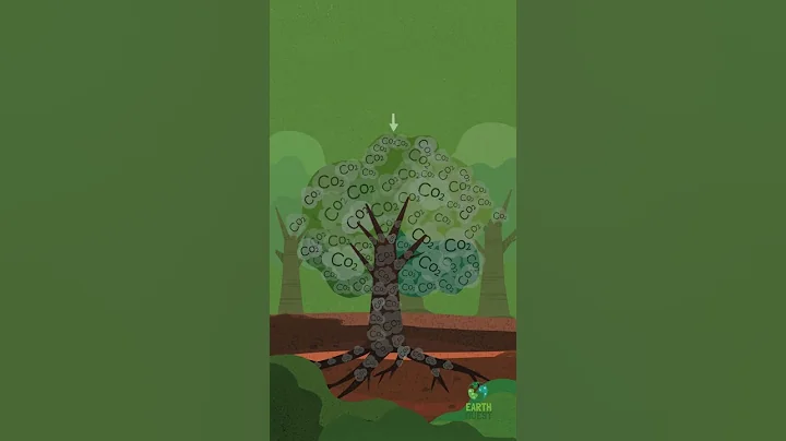 Deforestation Lesson For Kids | Climate Change Crash Course | Earth Quest