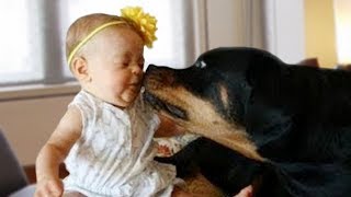 Rottweiler Protects Baby Compilation by Sad Cat 514,864 views 5 years ago 5 minutes, 10 seconds