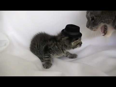 kitten-wearing-a-tiny-hat---audition-outtakes