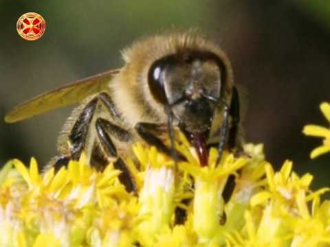 ლექციები მეფუტკრეობაზე 17 ( ფუტკრის გარეგნული აღწერა )