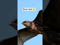 Birds That Never Land Their ENTIRE Life #facts #shorts #trending