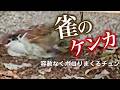 【未公開ハプニング集】スズメ同士のガチバトルがエグすぎました🔥