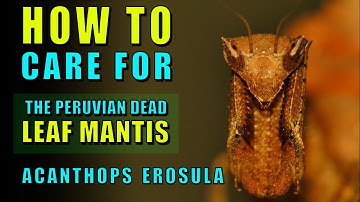 Peruvian Dead Leaf Mantis - Acanthops erosula care