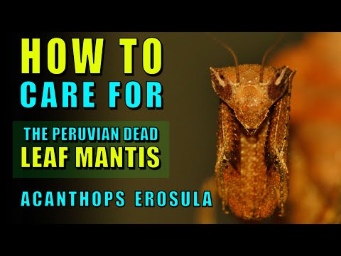 Peruvian Dead Leaf Mantis - Acanthops erosula care