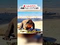 食べるはずが…躊躇するトカゲの謎! #捕食の迷い #トカゲの心理 #予想外の展開 #自然の判断 #動物の葛藤