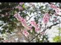 桜の記憶