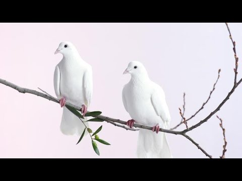 Two Doves