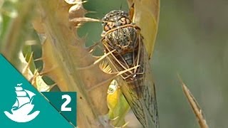 Most Developed Senses in Animals (part 2/3)