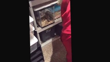 BALL PYTHON FEEDING FRENZY HERE AT BULLY REPTILES