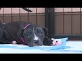 RESCUE ROUNDUP: Saving Tails Animal Rescue caring for 21 puppies in need of forever homes