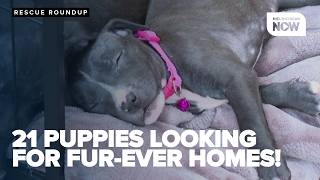 RESCUE ROUNDUP Saving Tails Animal Rescue caring for 21 puppies in need of forever homes