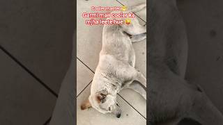 end tk dekhe 😅 #cooler #coolermaster #streetdogfriend #funnydogs #funny