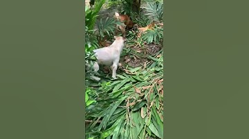 Những Chú Chó Hăng Say Bắt Chuột Trong Vườn