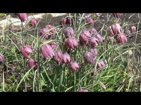 Fritillaria meleagris - Schachblume