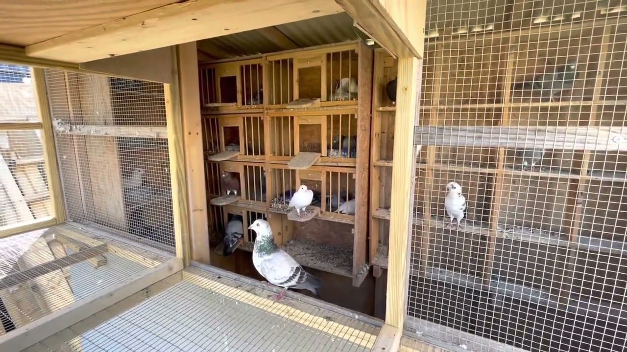 Update to Pigeon Loft: Added Large Aviary and Sputnik